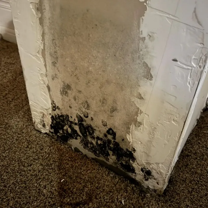 Professional Mold Removal in Troy, MO